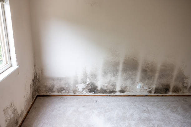 Mold Documentation for Insurance Claims in South Waverly, PA